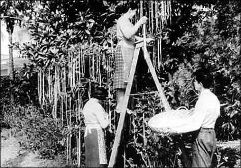 415711-the-swiss-spaghetti-harvest-custom-500x350-The spaghetti tree hoax was a three-minute hoax report broadcast on April Fools' Day 1957 by the BBC